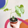 Runner Bean - Phaseolus coccineus 'Streamline' - British Grown - Sprouts of Bristol