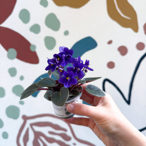 Saintpaulia ‘Little Blue Boy’ – Mini African Violet - Sprouts of Bristol