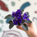 Saintpaulia ‘Little Blue Boy’ – Mini African Violet - Sprouts of Bristol