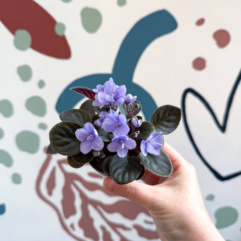 Saintpaulia – Pale Blue Mini African Violet - Sprouts of Bristol