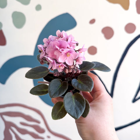Saintpaulia – Pale Pink Mini African Violet - Sprouts of Bristol