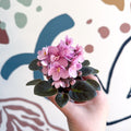 Saintpaulia – Pale Pink Mini African Violet - Sprouts of Bristol