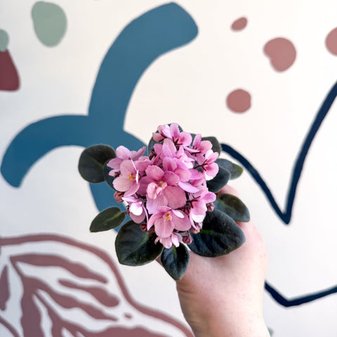 Saintpaulia – Pale Pink Mini African Violet - Sprouts of Bristol