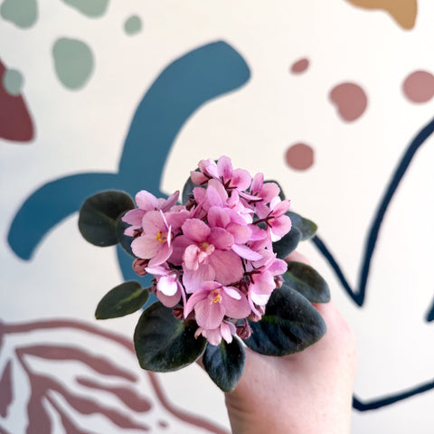 Saintpaulia – Pale Pink Mini African Violet - Sprouts of Bristol