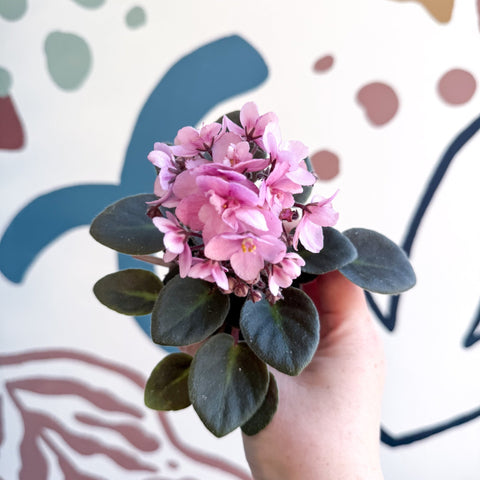 Saintpaulia – Pale Pink Mini African Violet - Sprouts of Bristol