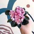 Saintpaulia – Pale Pink Mini African Violet - Sprouts of Bristol