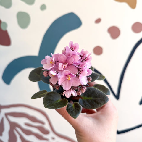 Saintpaulia – Pale Pink Mini African Violet - Sprouts of Bristol