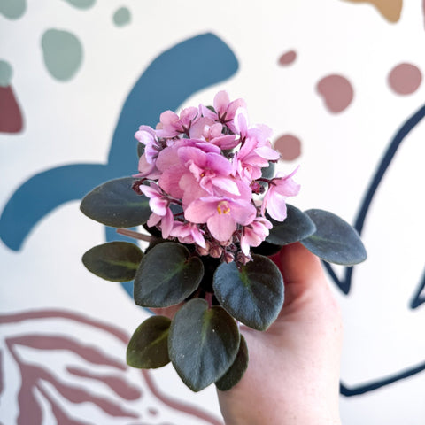 Saintpaulia – Pale Pink Mini African Violet - Sprouts of Bristol