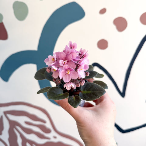 Saintpaulia – Pale Pink Mini African Violet - Sprouts of Bristol