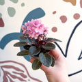 Saintpaulia – Pale Pink Mini African Violet - Sprouts of Bristol