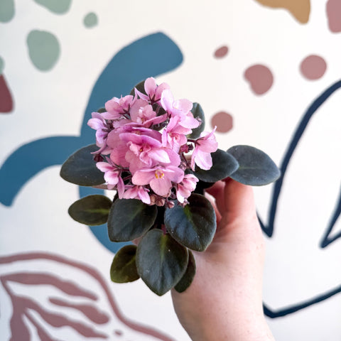 Saintpaulia – Pale Pink Mini African Violet - Sprouts of Bristol
