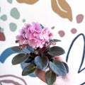 Saintpaulia – Pale Pink Mini African Violet - Sprouts of Bristol