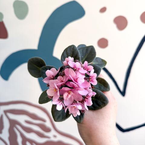 Saintpaulia – Pale Pink Mini African Violet - Sprouts of Bristol