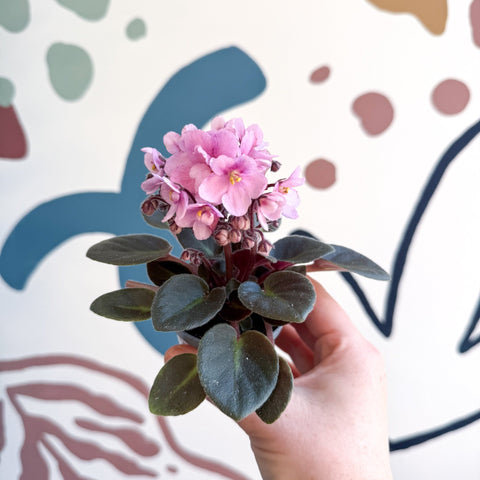 Saintpaulia – Pale Pink Mini African Violet - Sprouts of Bristol