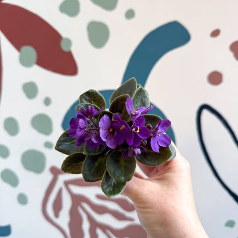 Saintpaulia – Purple Mini African Violet - Sprouts of Bristol
