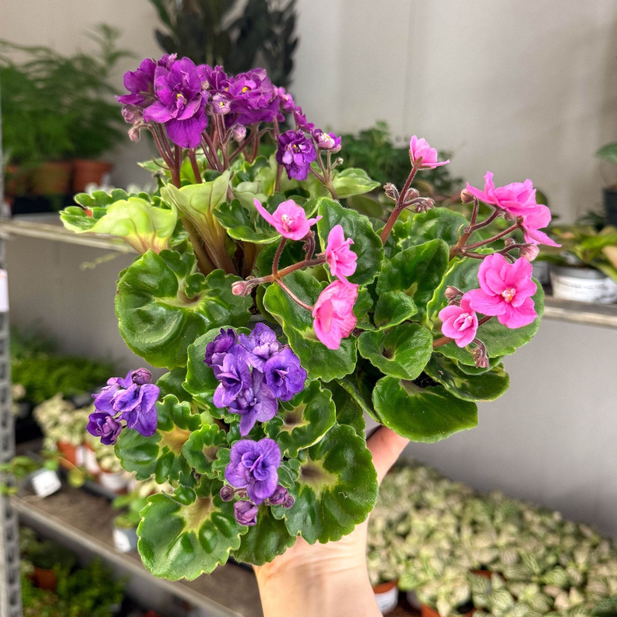 Saintpaulia ‘Rococo’ - African Violet – Sprouts of Bristol