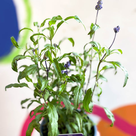 Salvia farinacea 'Velocity Blue' - Mealycup Sage - British Grown - Sprouts of Bristol