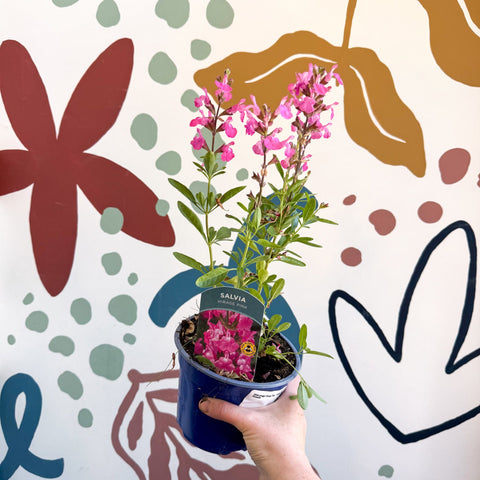 Salvia greggii 'Mirage Pink' - Autumn Sage - English Grown Perennial - Sprouts of Bristol