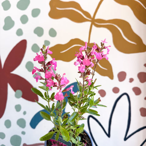 Salvia greggii 'Mirage Pink' - Autumn Sage - English Grown Perennial - Sprouts of Bristol