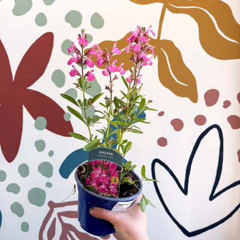 Salvia greggii 'Mirage Pink' - Autumn Sage - English Grown Perennial - Sprouts of Bristol