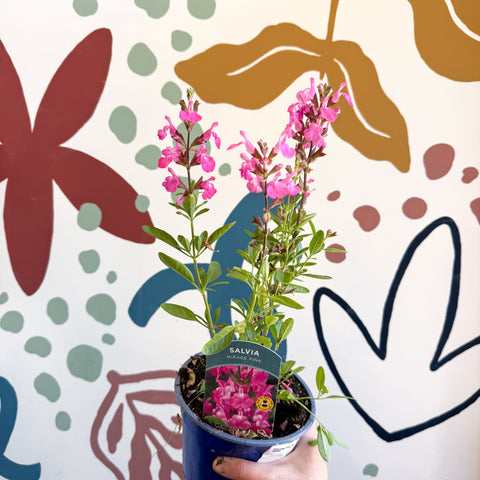 Salvia greggii 'Mirage Pink' - Autumn Sage - English Grown Perennial - Sprouts of Bristol