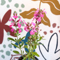 Salvia greggii 'Mirage Pink' - Autumn Sage - English Grown Perennial - Sprouts of Bristol