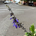 Salvia guaranitica 'Black and Bloom' - Sprouts of Bristol