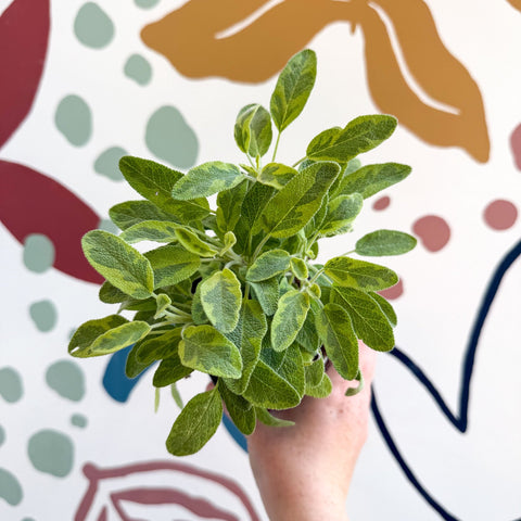 Salvia officinalis 'Icterina' - Golden Sage [UK Grown Culinary Herbs] - Sprouts of Bristol