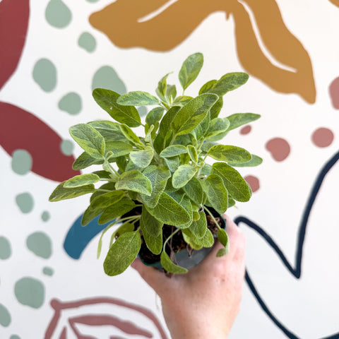 Salvia officinalis 'Icterina' - Golden Sage [UK Grown Culinary Herbs] - Sprouts of Bristol