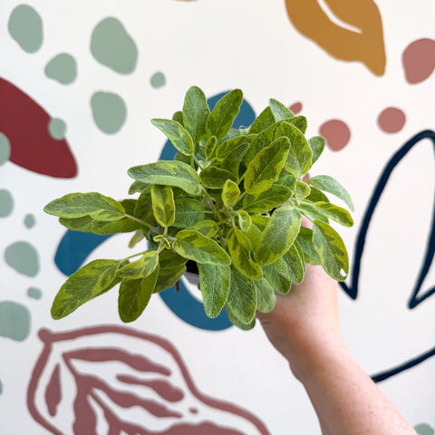 Salvia officinalis 'Icterina' - Golden Sage [UK Grown Culinary Herbs] - Sprouts of Bristol