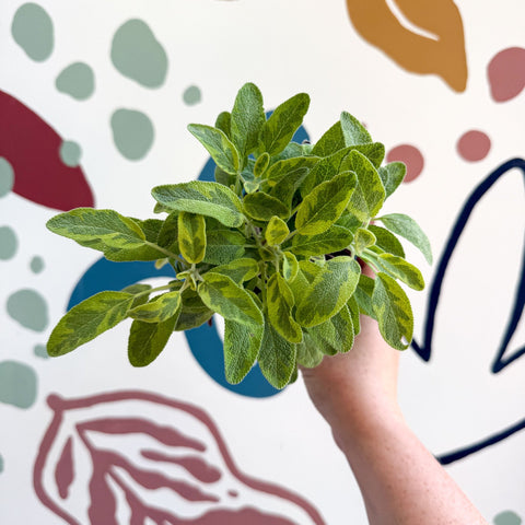 Salvia officinalis 'Icterina' - Golden Sage [UK Grown Culinary Herbs] - Sprouts of Bristol