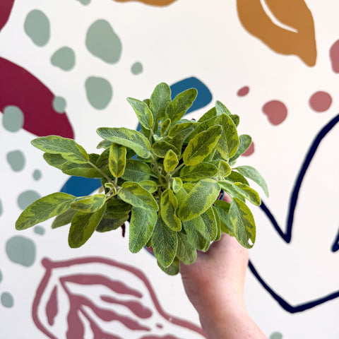 Salvia officinalis 'Icterina' - Golden Sage [UK Grown Culinary Herbs] - Sprouts of Bristol