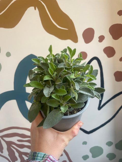 Salvia officinalis 'Maxima' - Large Leaved Sage - Sprouts of Bristol