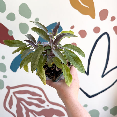 Salvia officinalis 'Purpurea' - Purple Sage [UK Grown Culinary Herbs] - Sprouts of Bristol