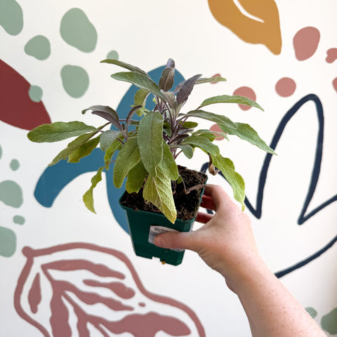 Salvia officinalis 'Purpurea' - Purple Sage [UK Grown Culinary Herbs] - Sprouts of Bristol