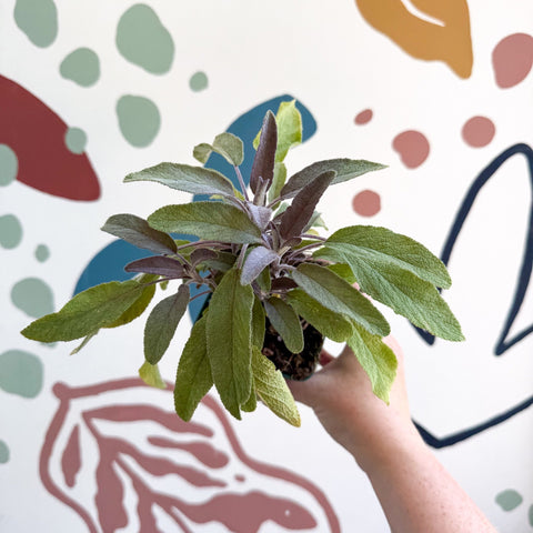 Salvia officinalis 'Purpurea' - Purple Sage [UK Grown Culinary Herbs] - Sprouts of Bristol