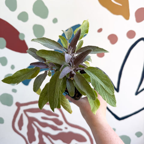 Salvia officinalis 'Purpurea' - Purple Sage [UK Grown Culinary Herbs] - Sprouts of Bristol