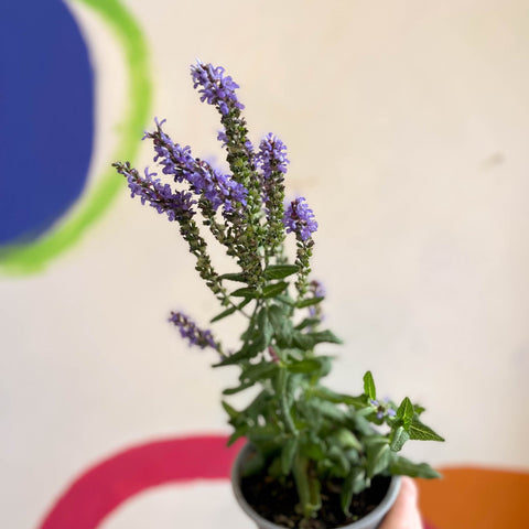 Salvia x superba ‘Bordeau Compact Sky Blue’ - British Grown Perennial - Sprouts of Bristol