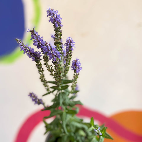 Salvia x superba ‘Bordeau Compact Sky Blue’ - British Grown Perennial - Sprouts of Bristol