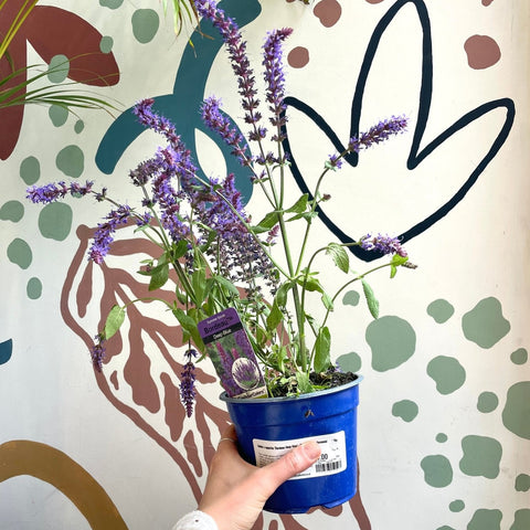 Salvia x superba ‘Bordeau Deep Blue’ - British Grown Perennial - Sprouts of Bristol