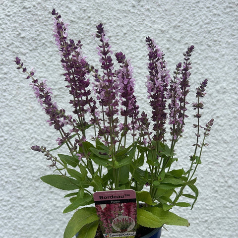 Salvia x superba ‘Bordeau Rose’ - British Grown Perennial - Sprouts of Bristol