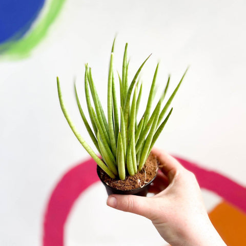 Sansevieria bacularis 'Mikado' - Snake Plant - Sprouts of Bristol