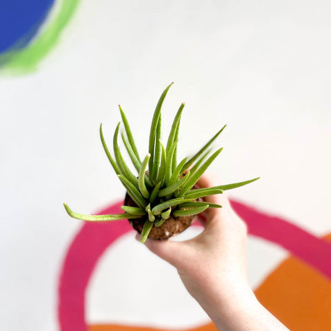 Sansevieria bacularis 'Mikado' - Snake Plant - Sprouts of Bristol