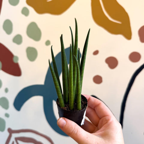 Sansevieria bacularis 'Mikado' - Snake Plant - Sprouts of Bristol