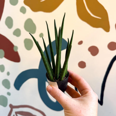 Sansevieria bacularis 'Mikado' - Snake Plant - Sprouts of Bristol