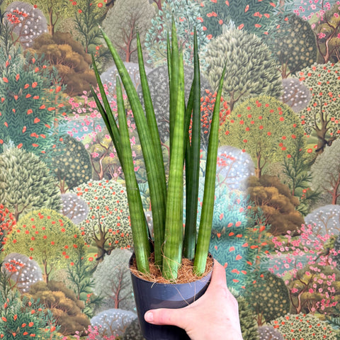 sansevieria bacularis mikado Sansevieria bacularis 'Mikado'
