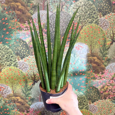 sansevieria bacularis pflege Sansevieria bacularis 'Mikado'