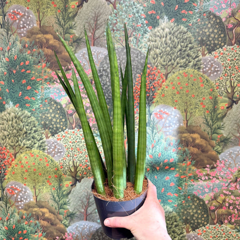 sansevieria bacularis soil Sansevieria bacularis 'Mikado'