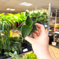 Sansevieria ehrenbergii ‘Samurai’ – Samurai Snake Plant - Sprouts of Bristol