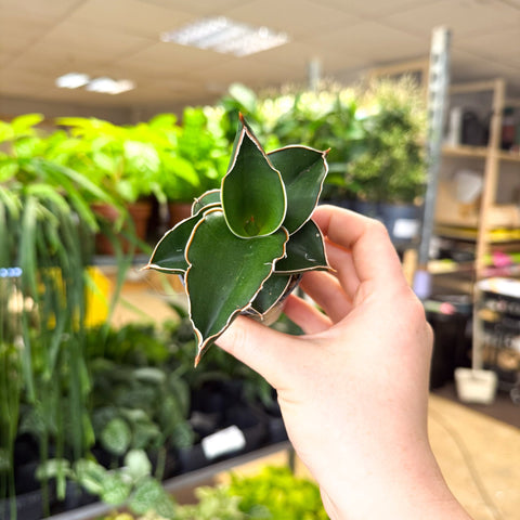 Sansevieria ehrenbergii ‘Samurai’ – Samurai Snake Plant - Sprouts of Bristol